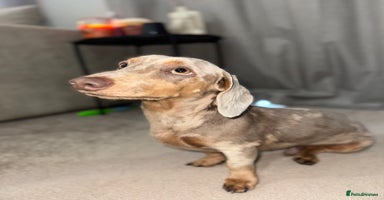 Miniature Dachshund dogs - Advert 9