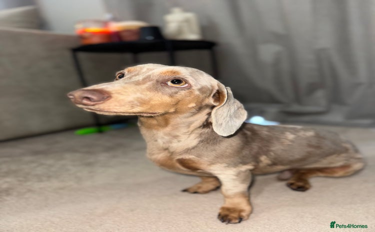 Miniature Dachshund dogs - Advert 1
