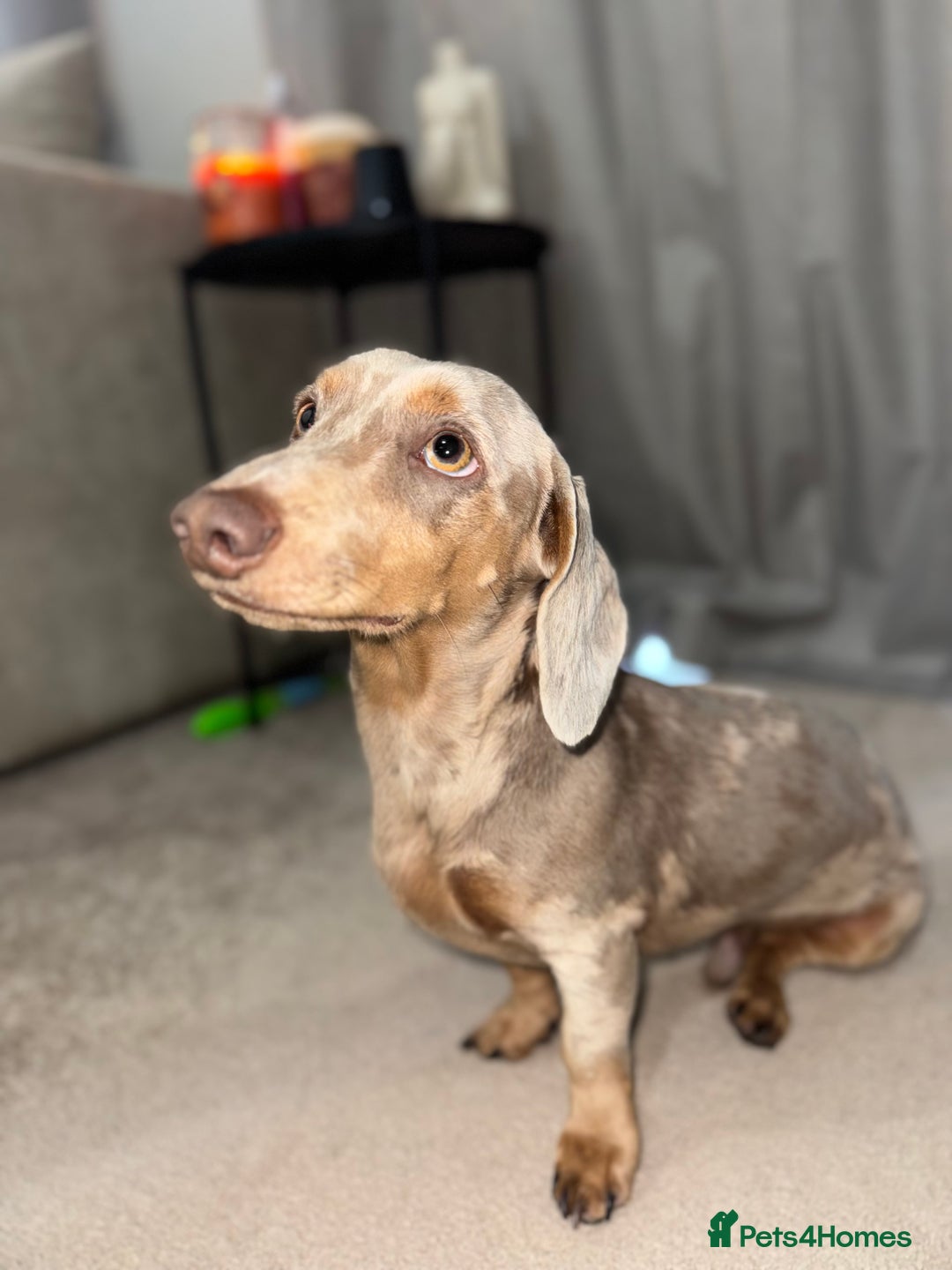 Miniature Dachshund dogs for sale: Miniature dachshund - Image 1