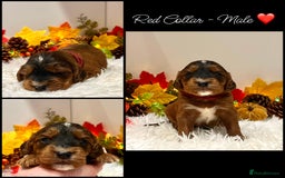 Cockapoo dogs for sale: 🌟Rare Red Sable F1B Mini Cockapoo’s🌟 DNA CLEAR ✅ - Image 6