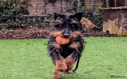 Jagdterrier dogs for adoption: Mowgli - Image 3