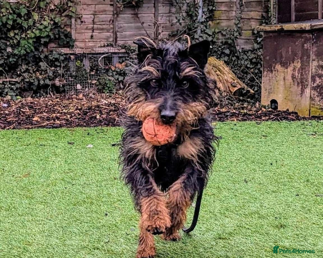 Jagdterrier dogs for adoption: Mowgli - Image 3