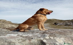 Labrador Retriever dogs for sale: Male Labrador age 5 years  - Image 4