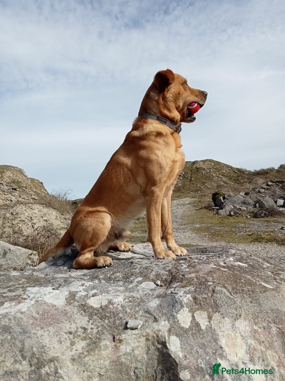 Labrador Retriever dogs for sale: Male Labrador age 5 years  - Image 4