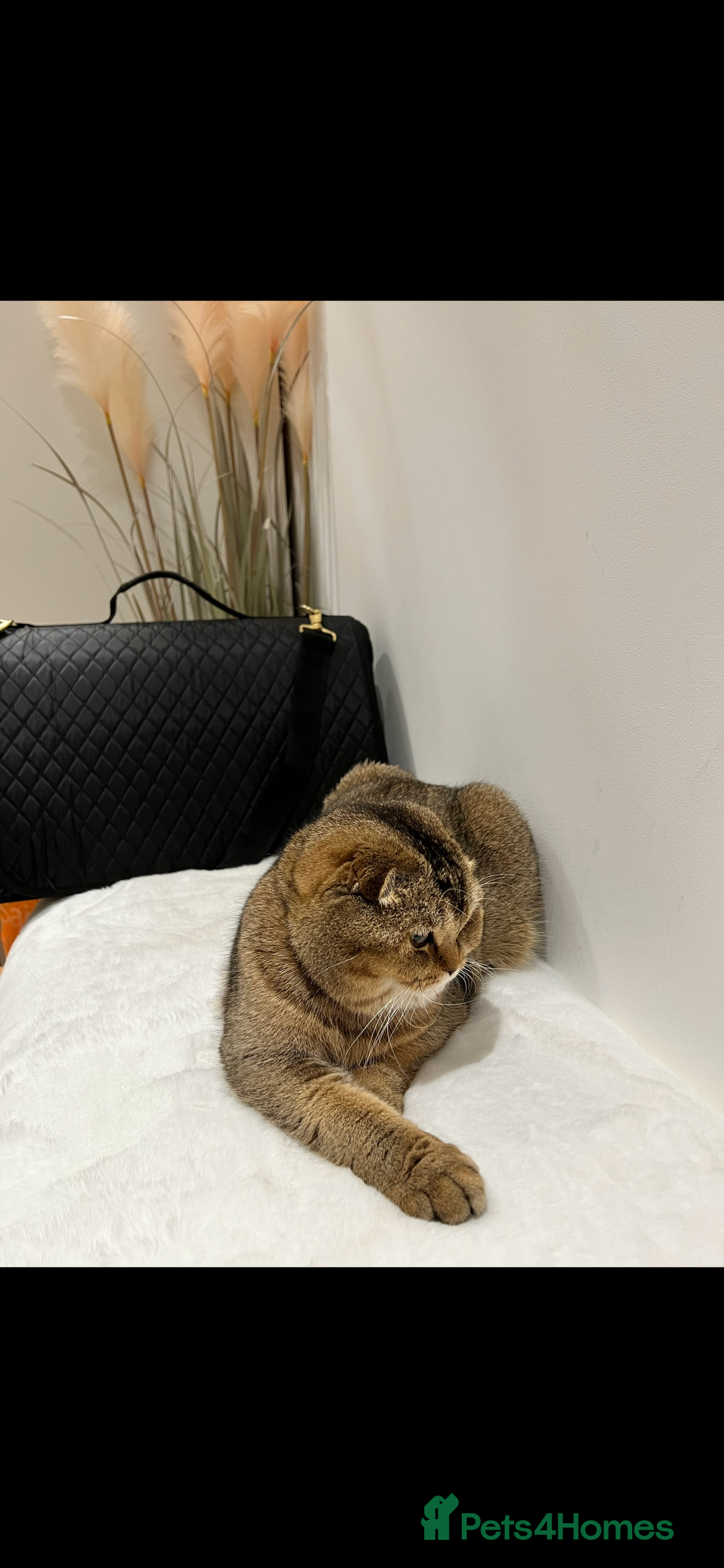 Scottish Fold cats for sale: Lovely Scottish straight girl - Image 16