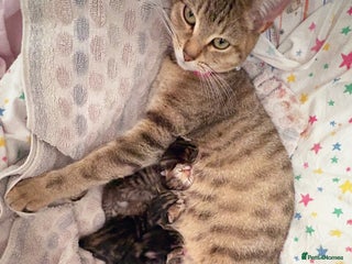 British Shorthair cats - Advert 29