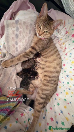 British Shorthair cats - Advert 4