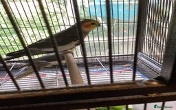 Cockatiels birds for sale: cockatiel - Image 1