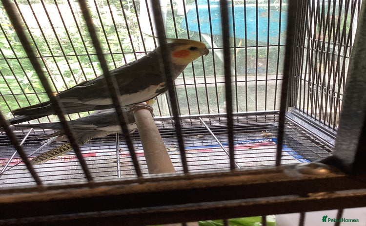 Cockatiels birds - Advert 3