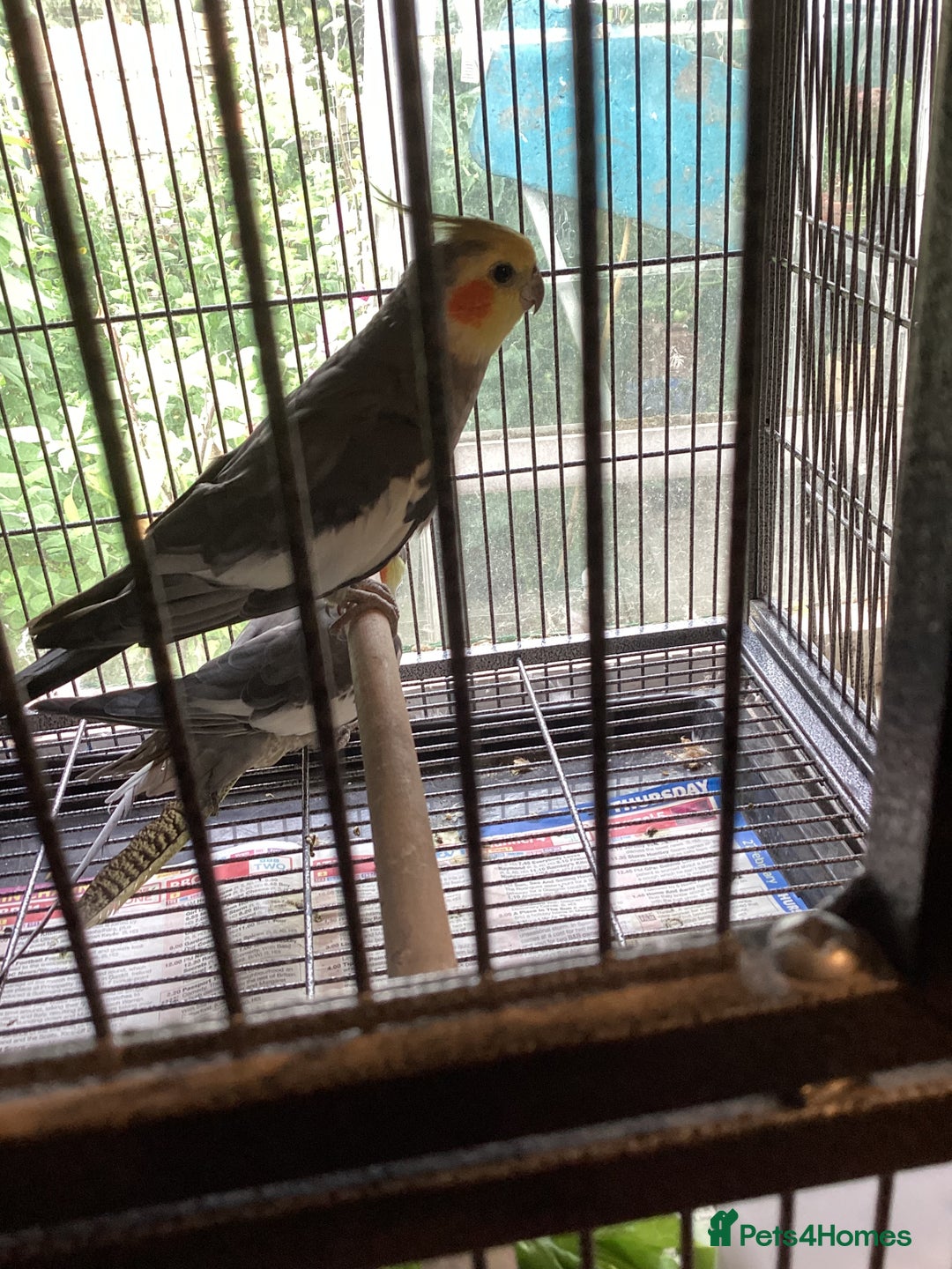 Cockatiels birds for sale: cockatiel - Image 1