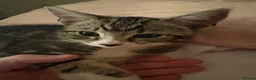 Mixed Breed cats for sale: Tuxedo x tabby in Atherstone - Advert 3