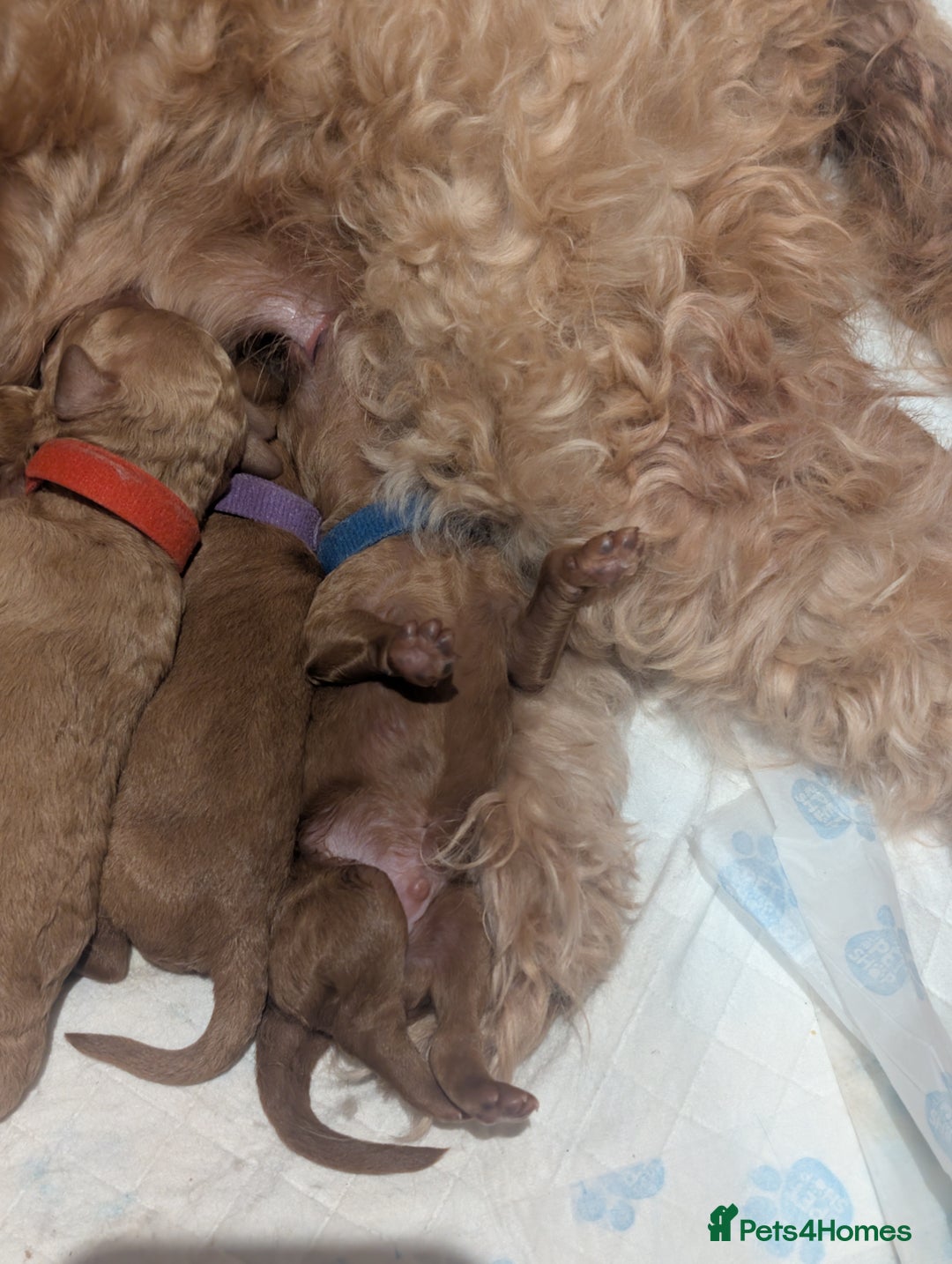 Goldendoodle dogs for sale: Miniature goldendoodle puppies   - Advert 9