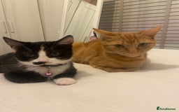 British Shorthair cats for sale: 2 adult cats to be rehomed  - Image 2