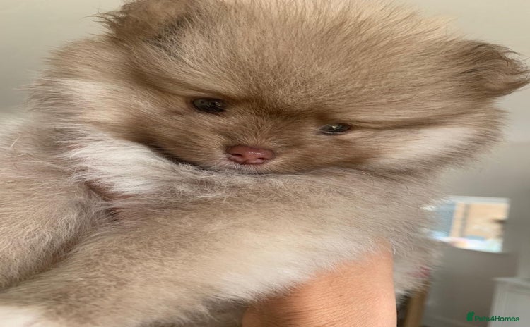 Pomeranian dogs - Advert 3