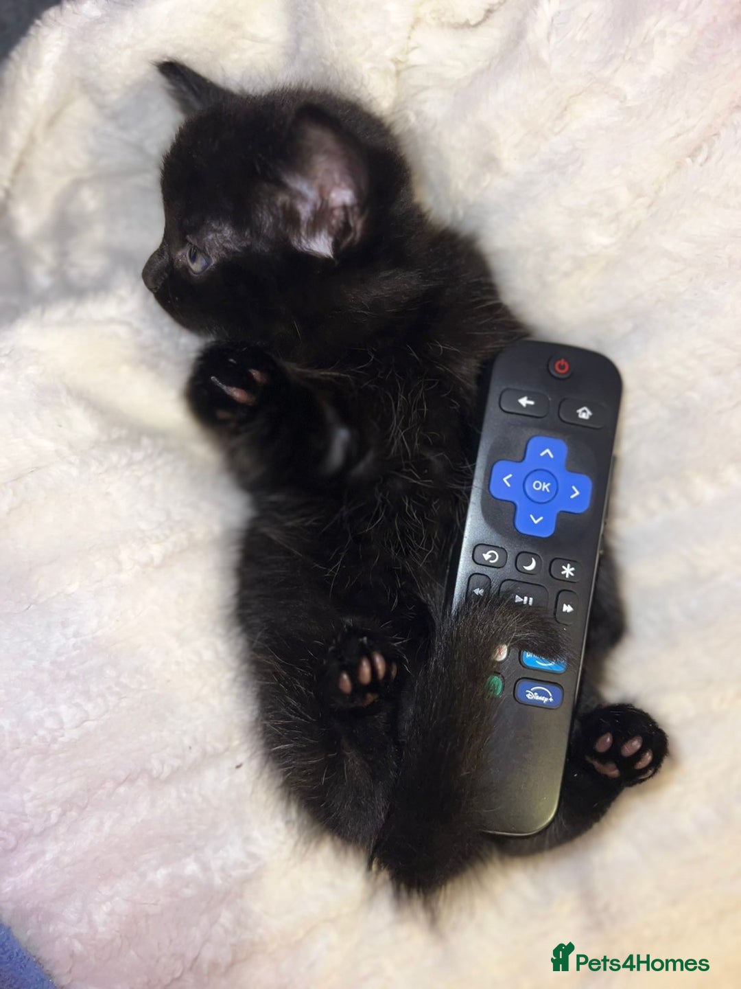 Mixed Breed cats for sale: Beautiful kittens ❤️ - Advert 5