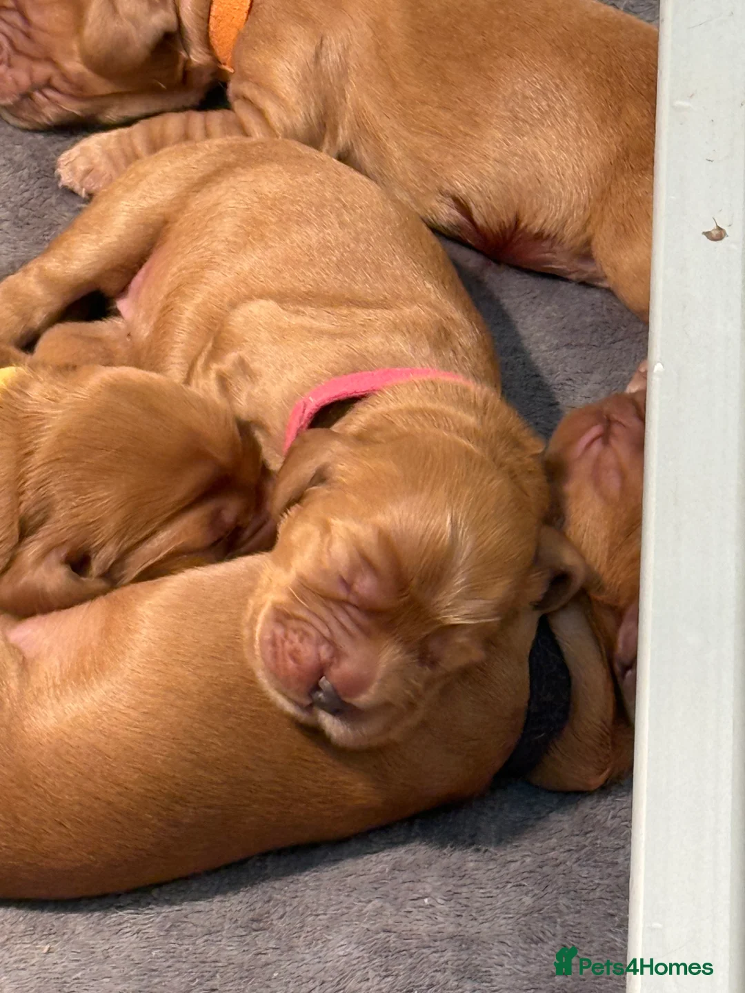 Cocker Spaniel dogs for sale: ✨🩷2 Girls Available 🎀Villaspaniol lines - KC REG - Advert 19