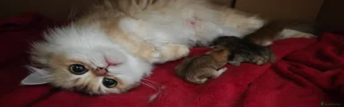 British Longhair 2