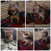 French Bulldog dogs - Advert 3