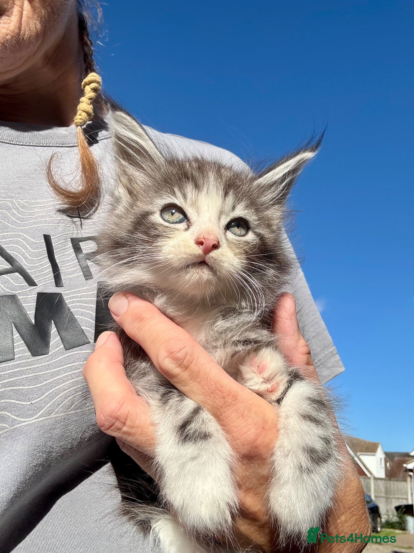 Maine Coon cats Full maine coon kittens ready now - Advert 1