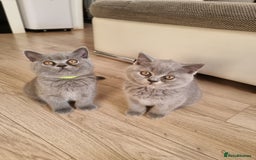 British Shorthair cats for sale: TOP💗 Quality British Shorthair 😻Kittens💋 - Image 22