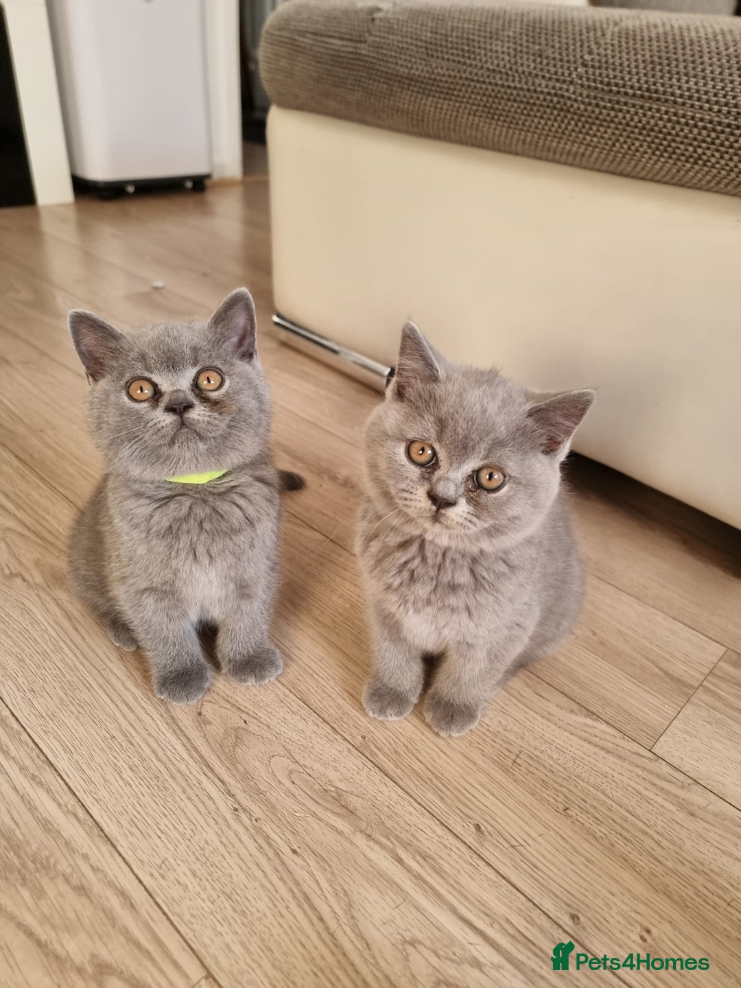 British Shorthair cats for sale: TOP💗 Quality British Shorthair 😻Kittens💋 - Image 22