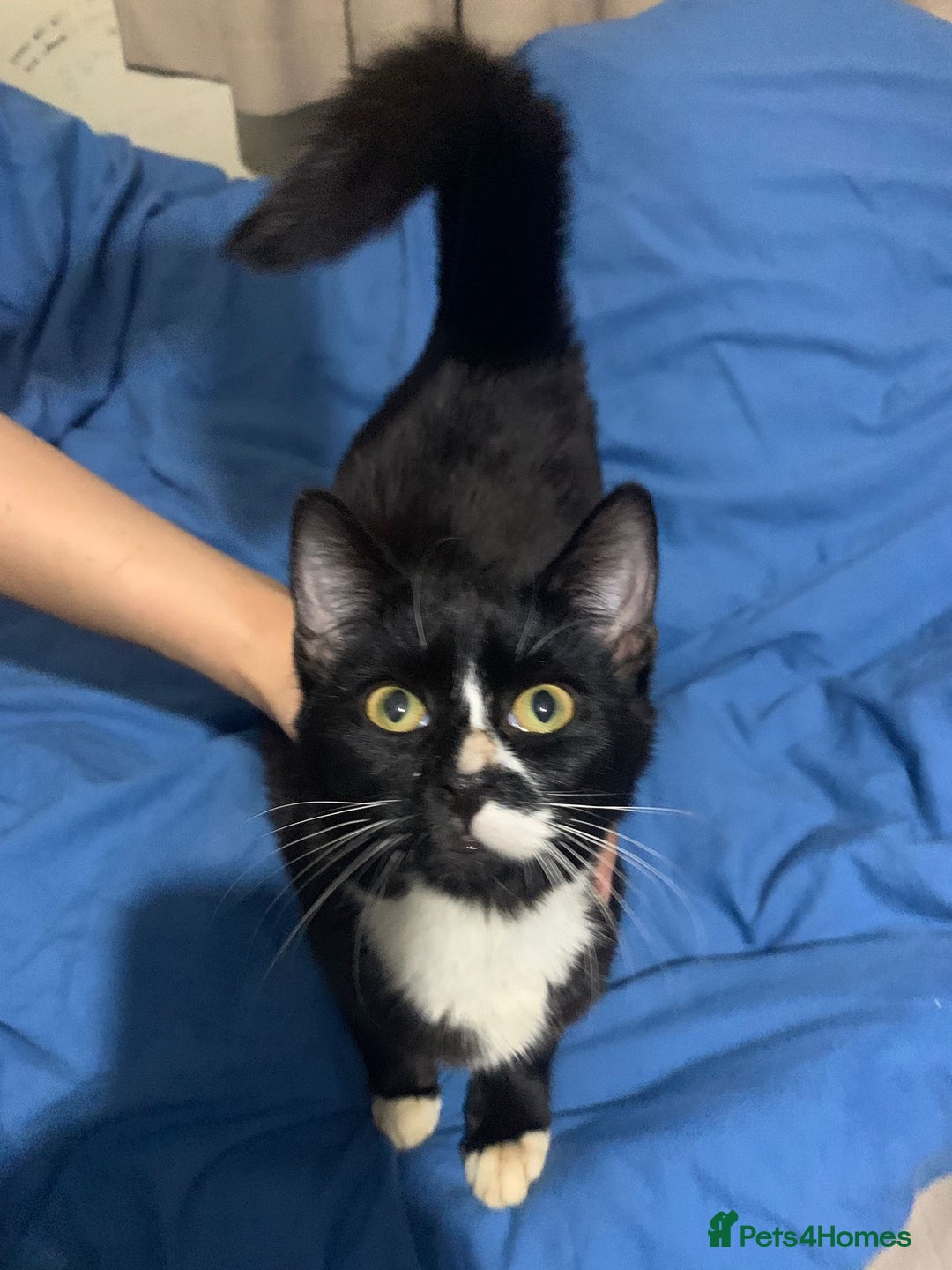 Mixed Breed cats for adoption: 4 lovely kittens looking for there forever home  - Advert 10