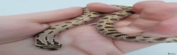 Snake reptiles for sale: Western Hognose babies From £100 - Advert 5