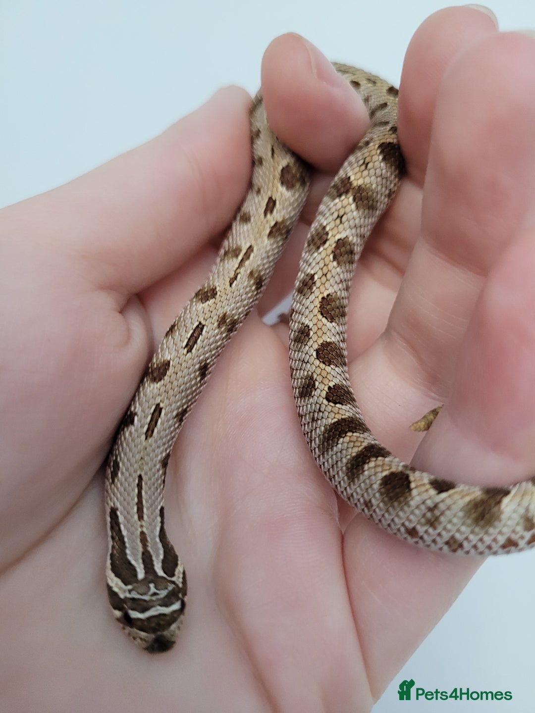 Snake reptiles for sale: Western Hognose babies From £100 - Advert 5