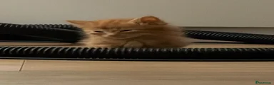 Ginger boy 2 