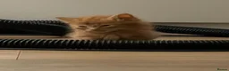 Mixed Breed cats for sale: 4 Ginger Boys, 2 Tortie cats  - Advert 13