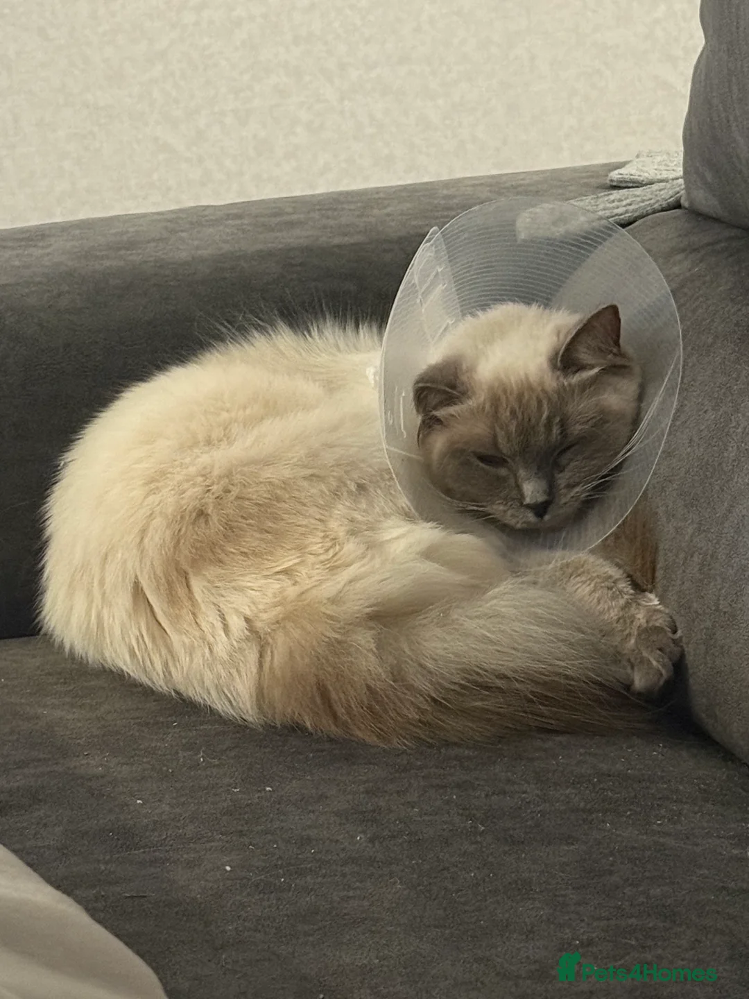 Ragdoll cats for sale: Ragdoll- full pedigree registered  - Advert 7