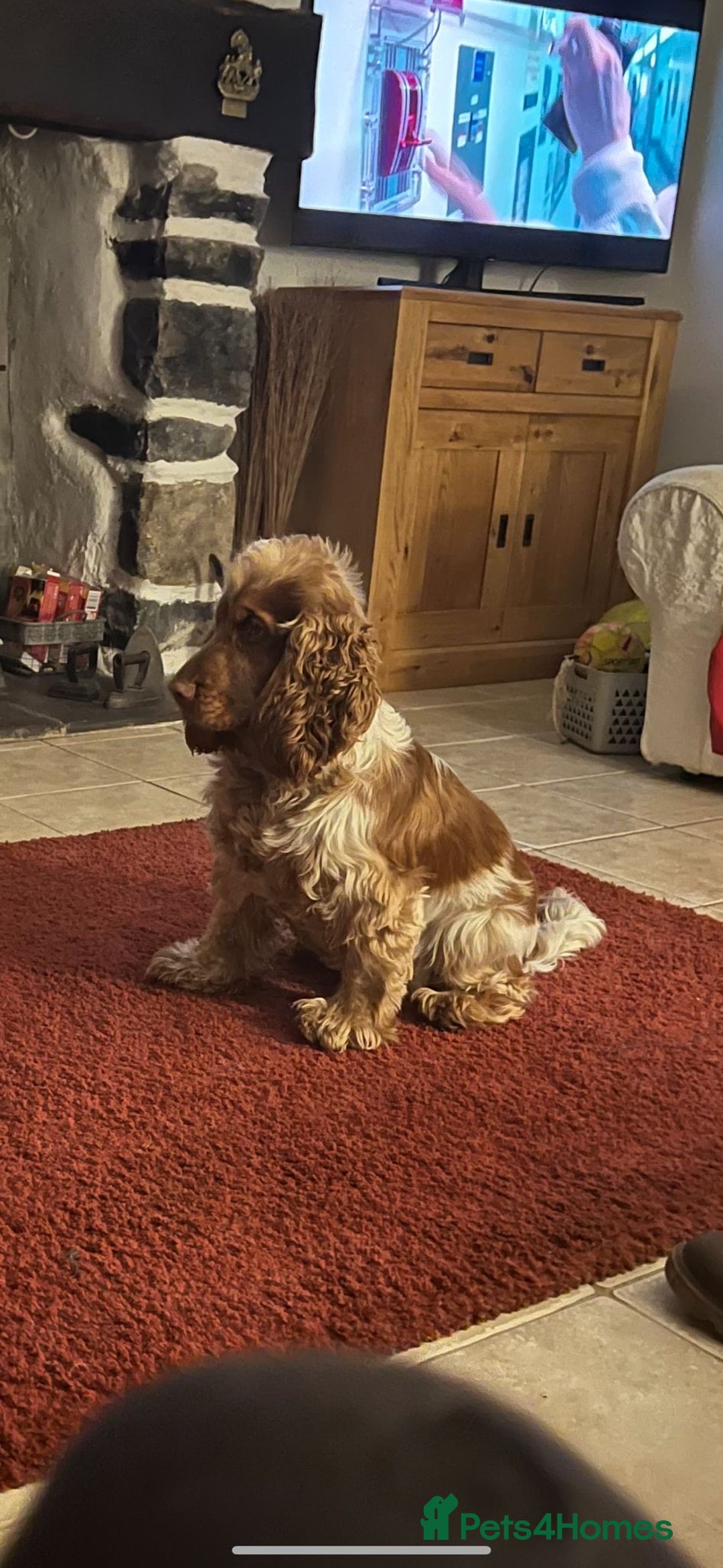 Cocker Spaniel dogs for stud: Show Cocker At Stud Highly Health Tested in Sandbach - Image 32