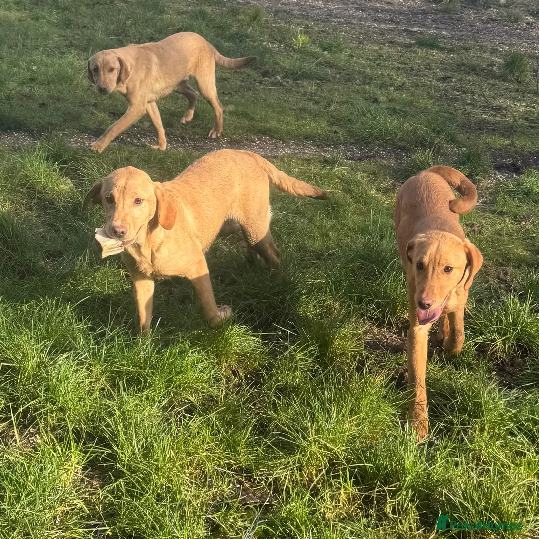 Labrador Retriever dogs for sale: 🧡 Older Yellow & Red RKC Labrador Boys 💛 - Advert 7