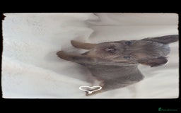 French Bulldog dogs for sale:  🐾READY FOR NEW HOMES NOW Isabella&Tan Boys🏡🐾 - Image 16