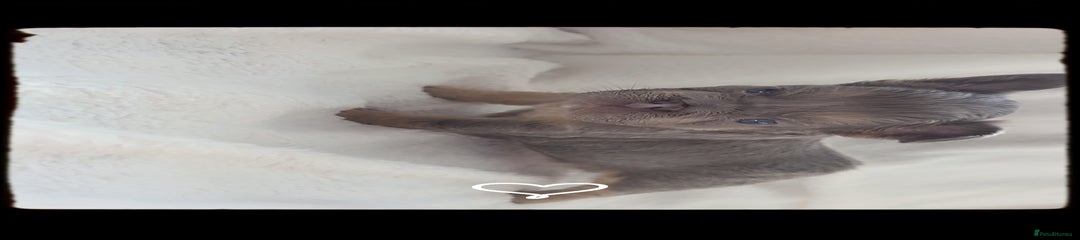 French Bulldog Puppy 3