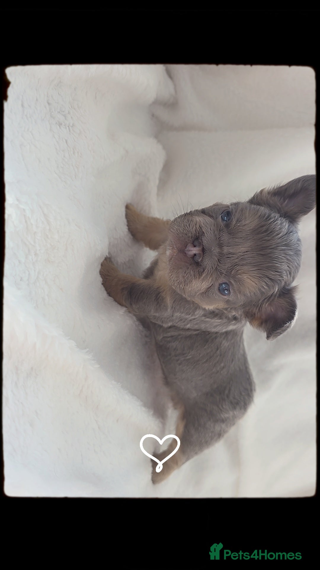 French Bulldog dogs for sale:  🐾READY FOR NEW HOMES NOW Isabella&Tan Boys🏡🐾 - Image 16