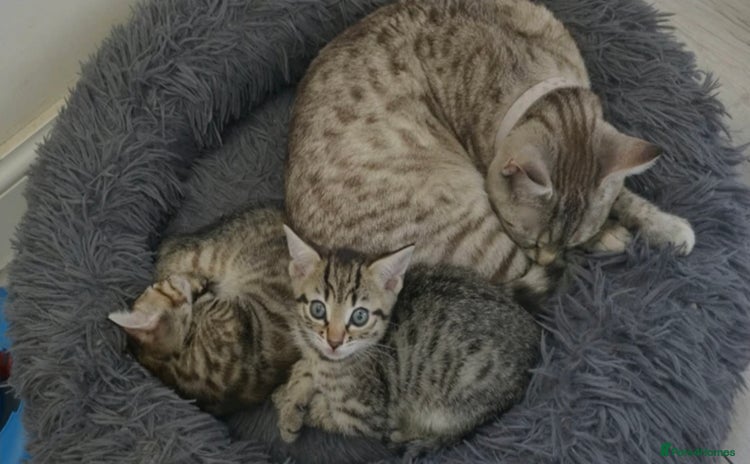 Mixed Breed cats - Advert 2