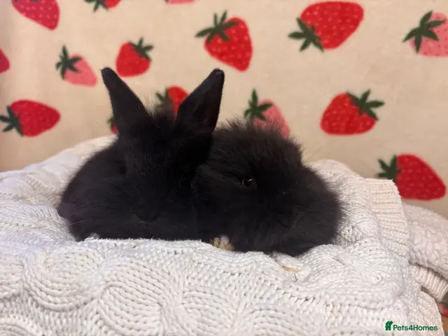Mini Lion Lop rabbits for sale: 2 male beautiful mini lion lops - Advert 2