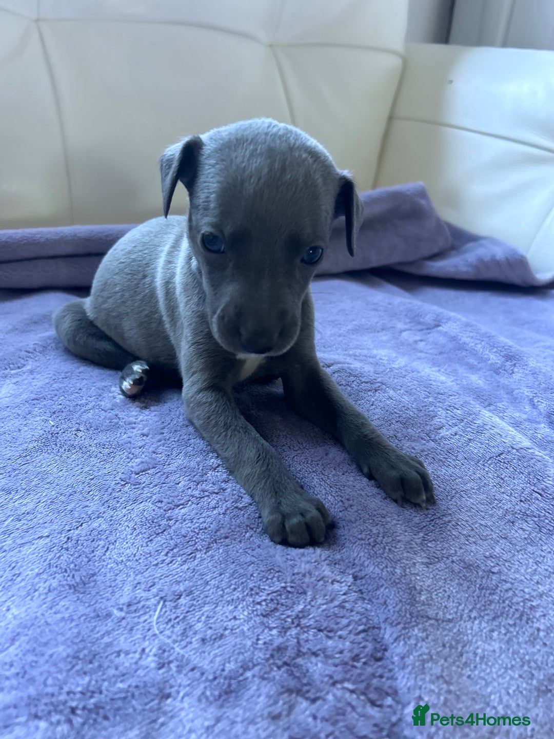 Whippet dogs for sale: Very beautiful whippets puppies  - Image 27