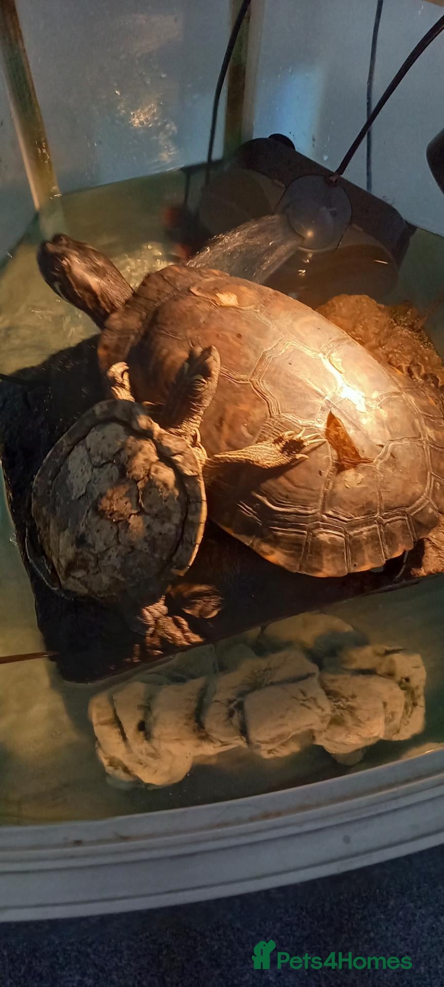 Turtle reptiles Turtles to a good home - Advert 5