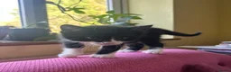 Domestic Shorthair cats for sale: 4 beautiful kittens in Loughborough - Advert 7