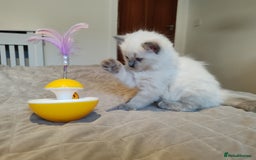 Ragdoll cats for sale: Ragdoll kittens - 1 girl & 2 boys - Image 5
