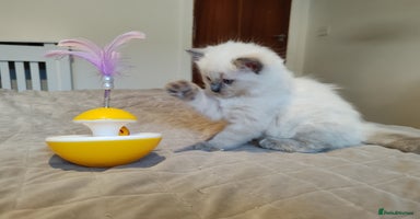 Ragdoll cats - Advert 4