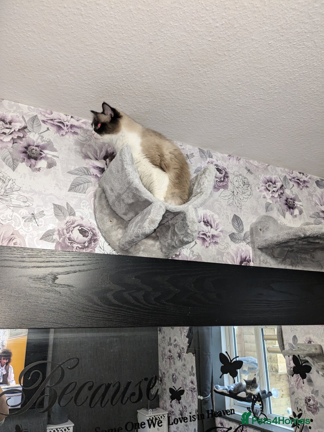 Ragdoll cats for sale: Beautiful seal point mitted snowshoe ragdoll  - Image 2