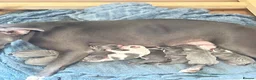Staffordshire Bull Terrier dogs for sale: 10 beautiful blue staffy puppies  in Hinckley - Advert 5