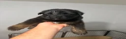 German Shepherd dogs for sale: 7beautiful German shepherd puppies for sale - Advert 2