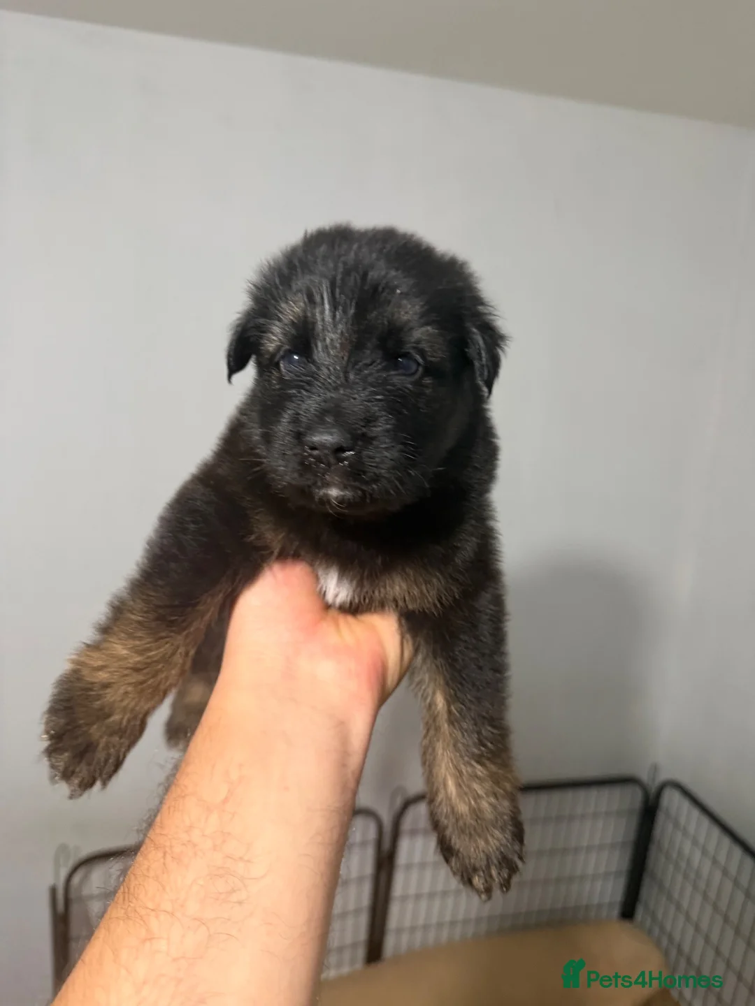 German Shepherd dogs for sale: 7beautiful German shepherd puppies for sale - Advert 2