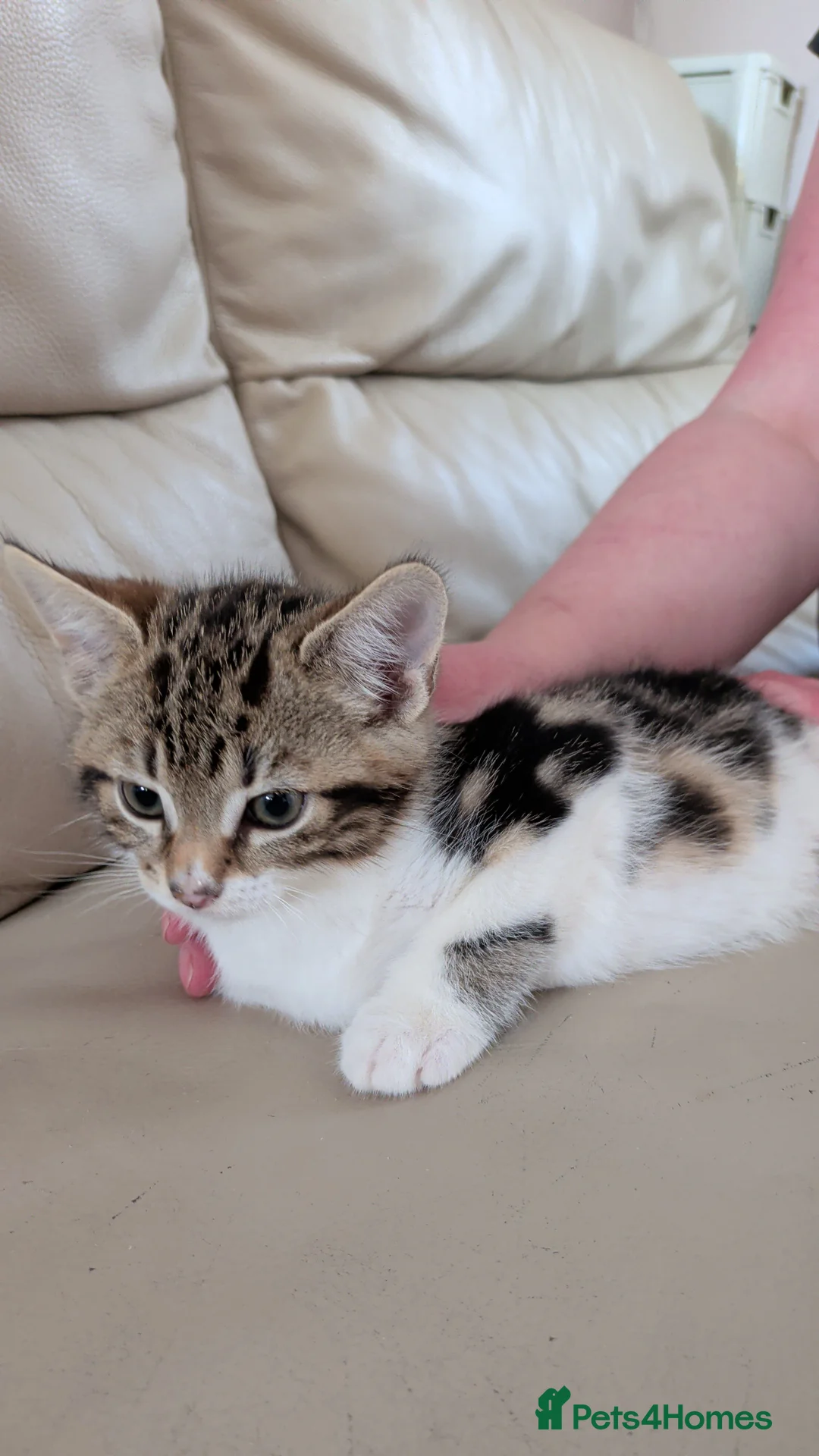 Mixed Breed cats for sale: 5 Beautiful kittens. Ready to leave - Advert 2