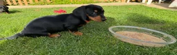 Miniature Dachshund dogs for sale: Miniature short haired Dachshund Puppy’s - Advert 32