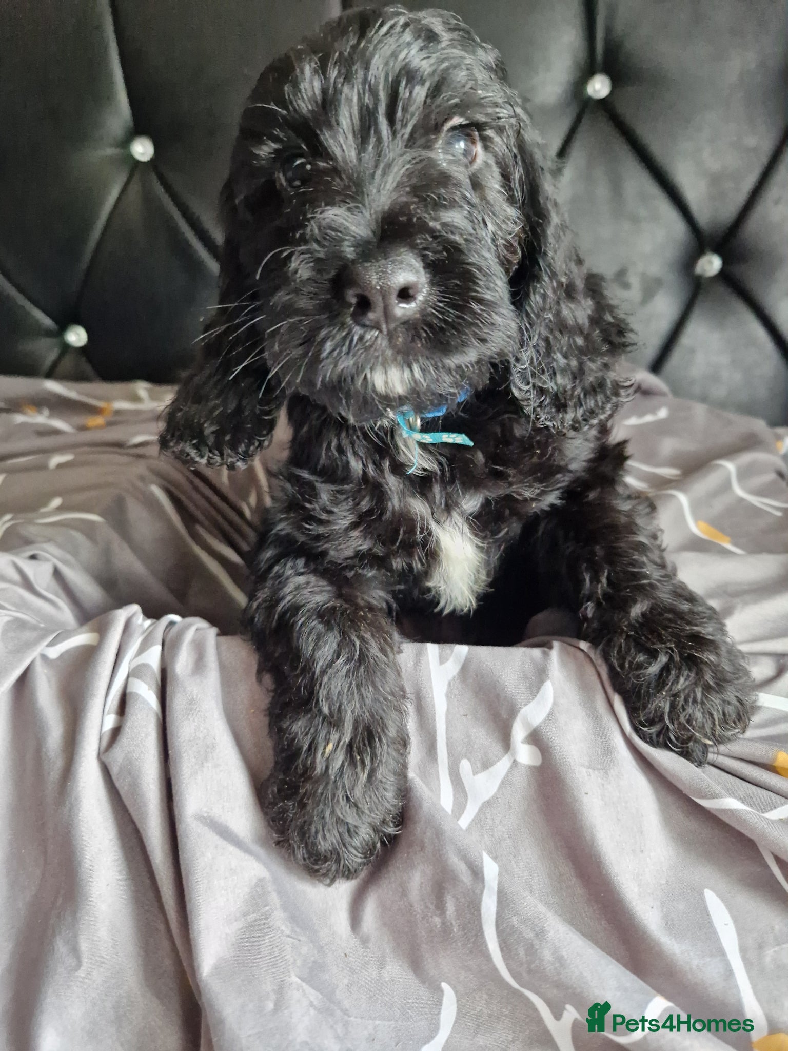 Mixed Breed dogs Adorable puppies looking for loving homes  - Advert 1